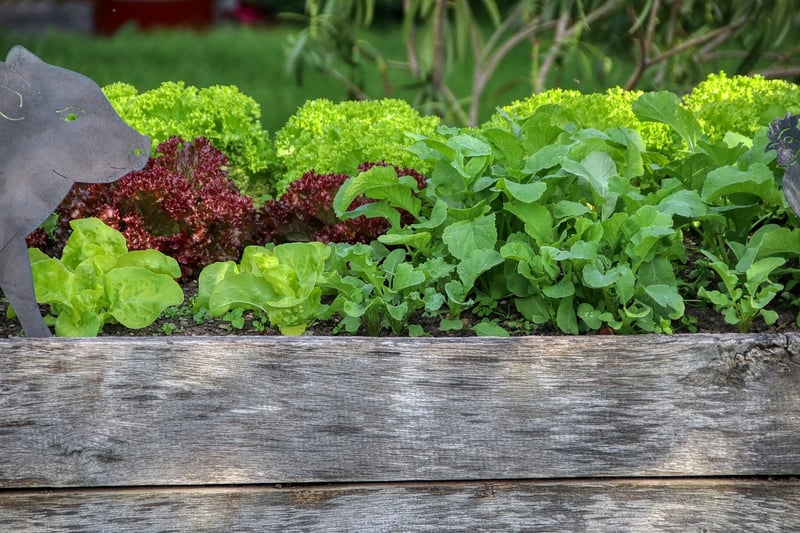 Raised Bed Planting
