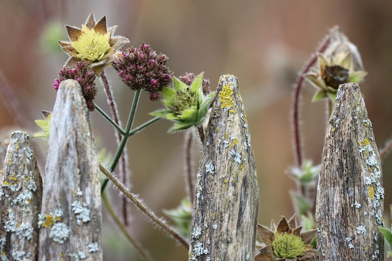 Choosing Plants