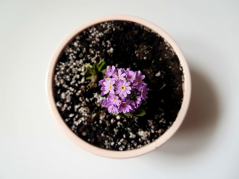Planting